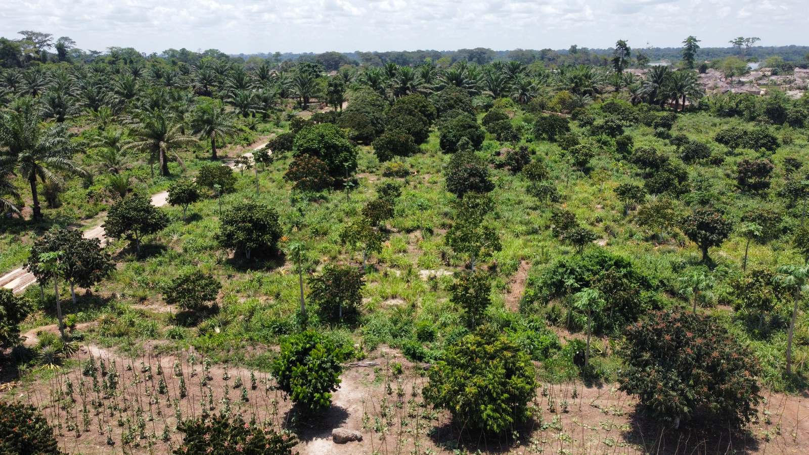 Aerial view of the Taspalm estate at Ibenga: oil palms, fruit trees and food crops, photograph taken in April 2022