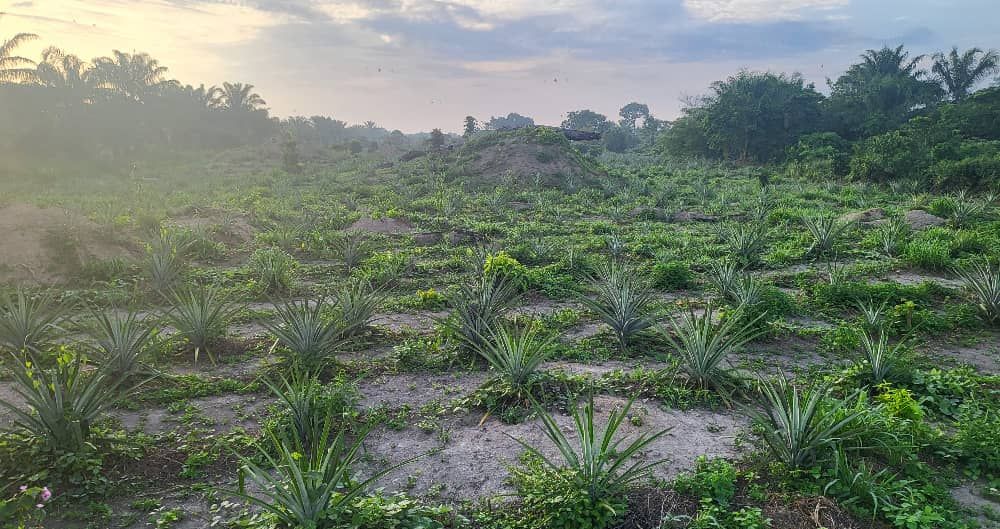 The estate's pineapple field at sunrise, photograph from April 2025
