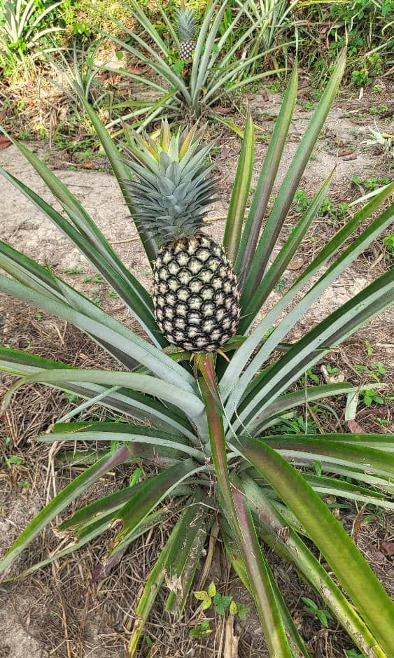 Pineapple on the plant in the field, photograph from April 2025