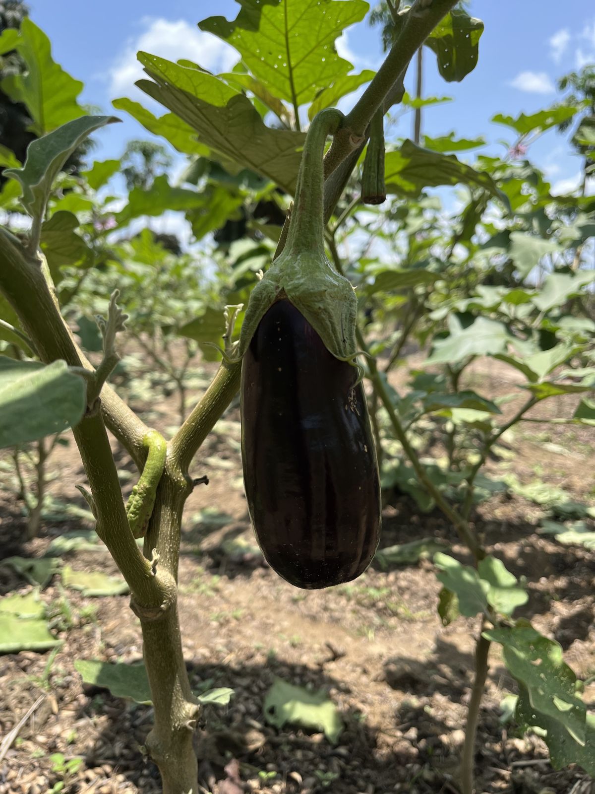 Eggplant on the plant in the estate's food crops, photograph from April 2022