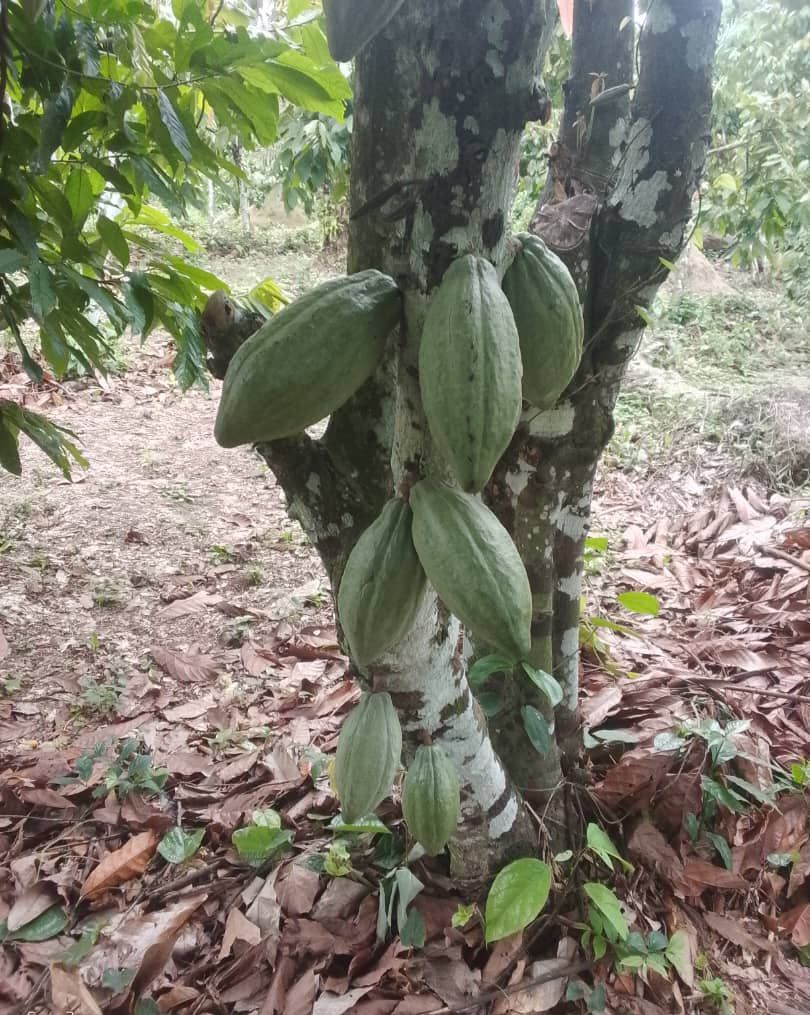 Green cocoa pods on the trunk of a cocoa tree on the estate, photograph from April 2025