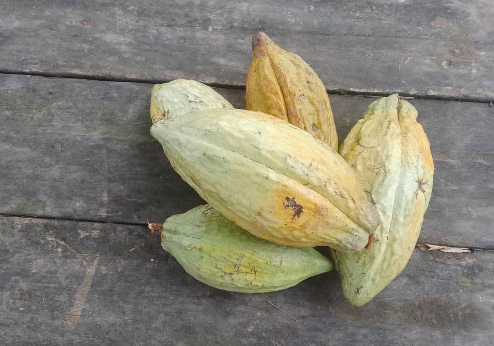 Harvested cocoa pods on a wooden table, photograph from April 2025