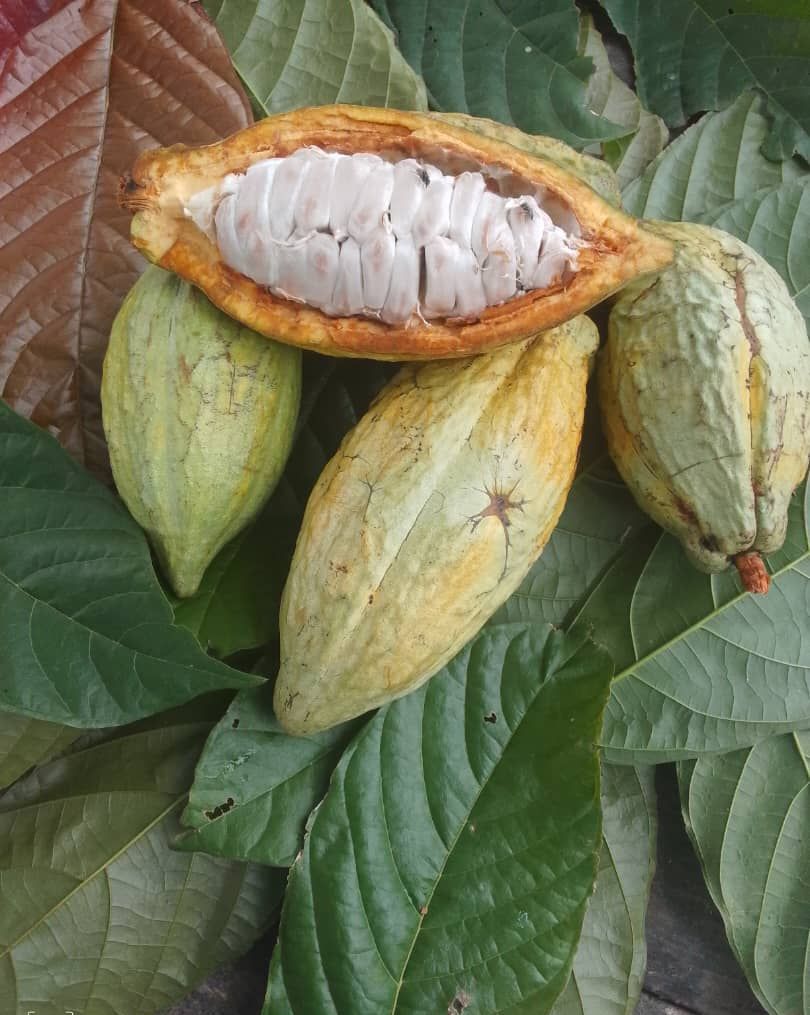 Open cocoa pod with fresh beans in their white pulp, and whole pods on leaves, photograph from April 2025