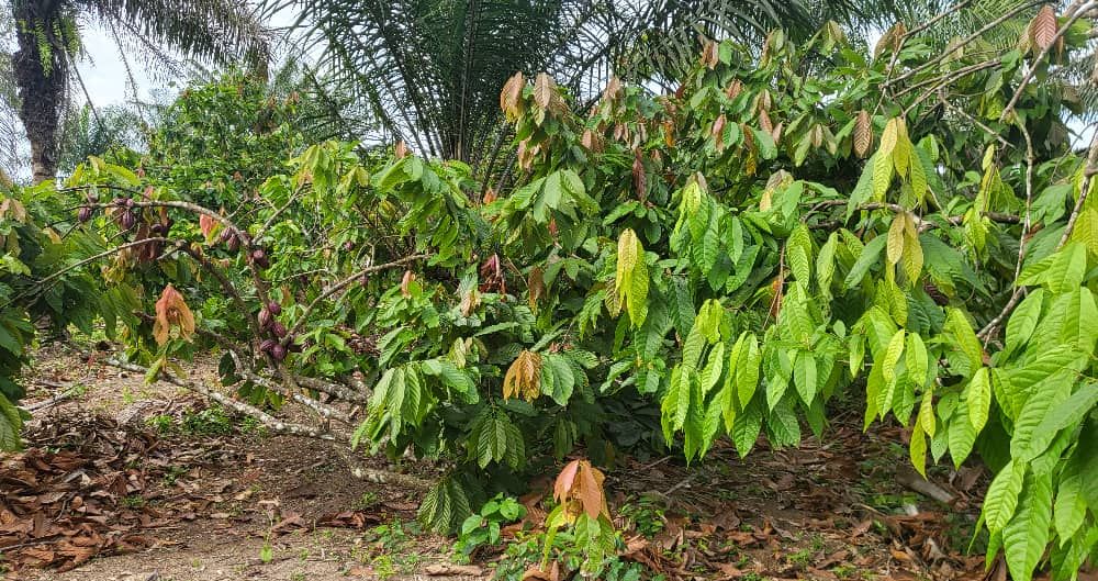 Cocoa trees in production under the oil palms, photograph from April 2025