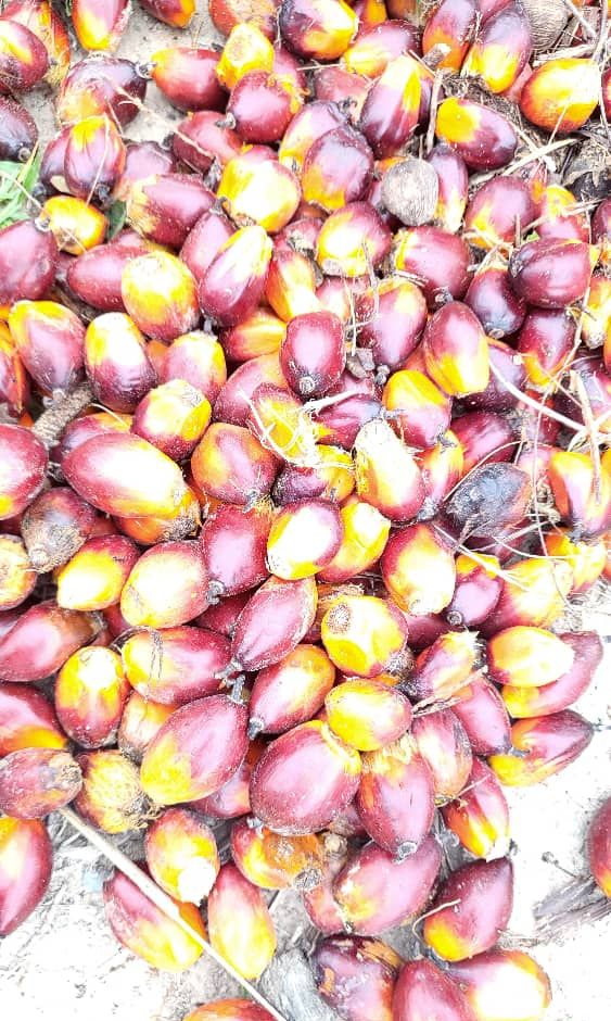 Red and orange palm fruit loosened from the bunch, photograph from April 2025