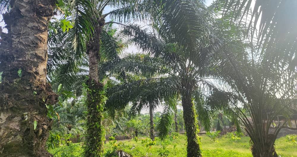 Mature oil palms on the estate, photograph from April 2025