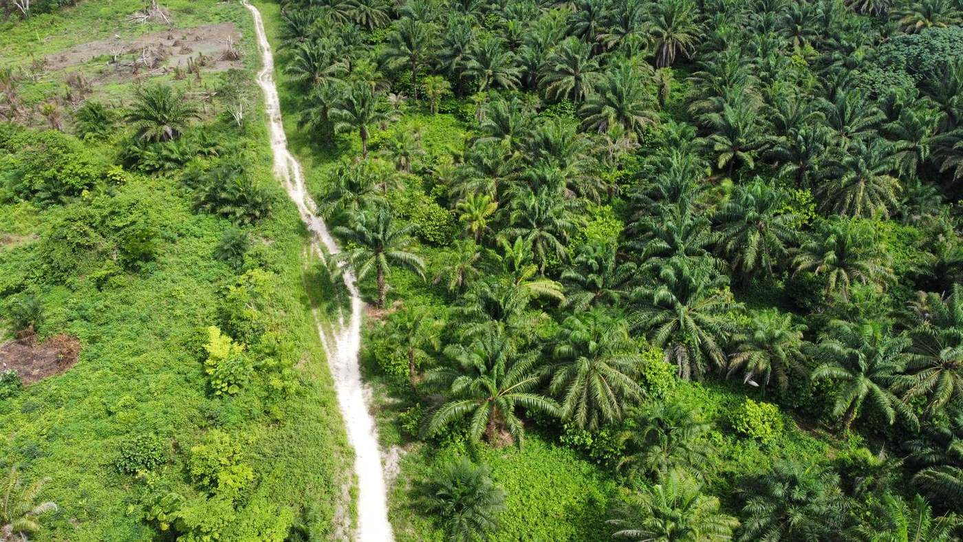 Track and oil palms of the estate seen from the air, photograph from April 2022