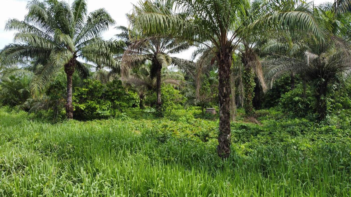 Oil palms on the Taspalm estate, photograph from April 2022