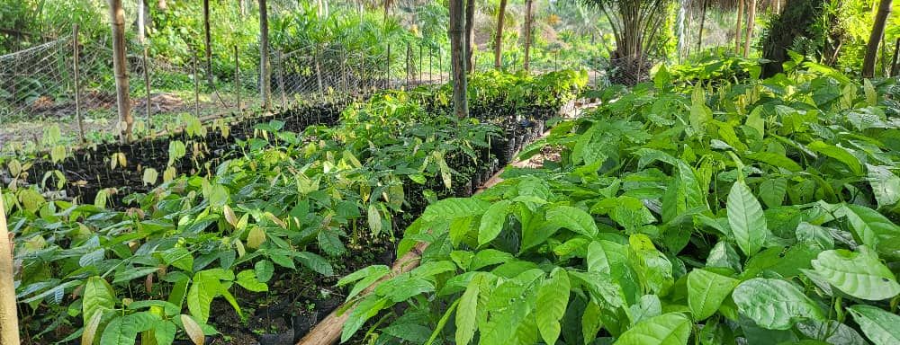 Nursery of young cocoa trees in bags, photograph from April 2025