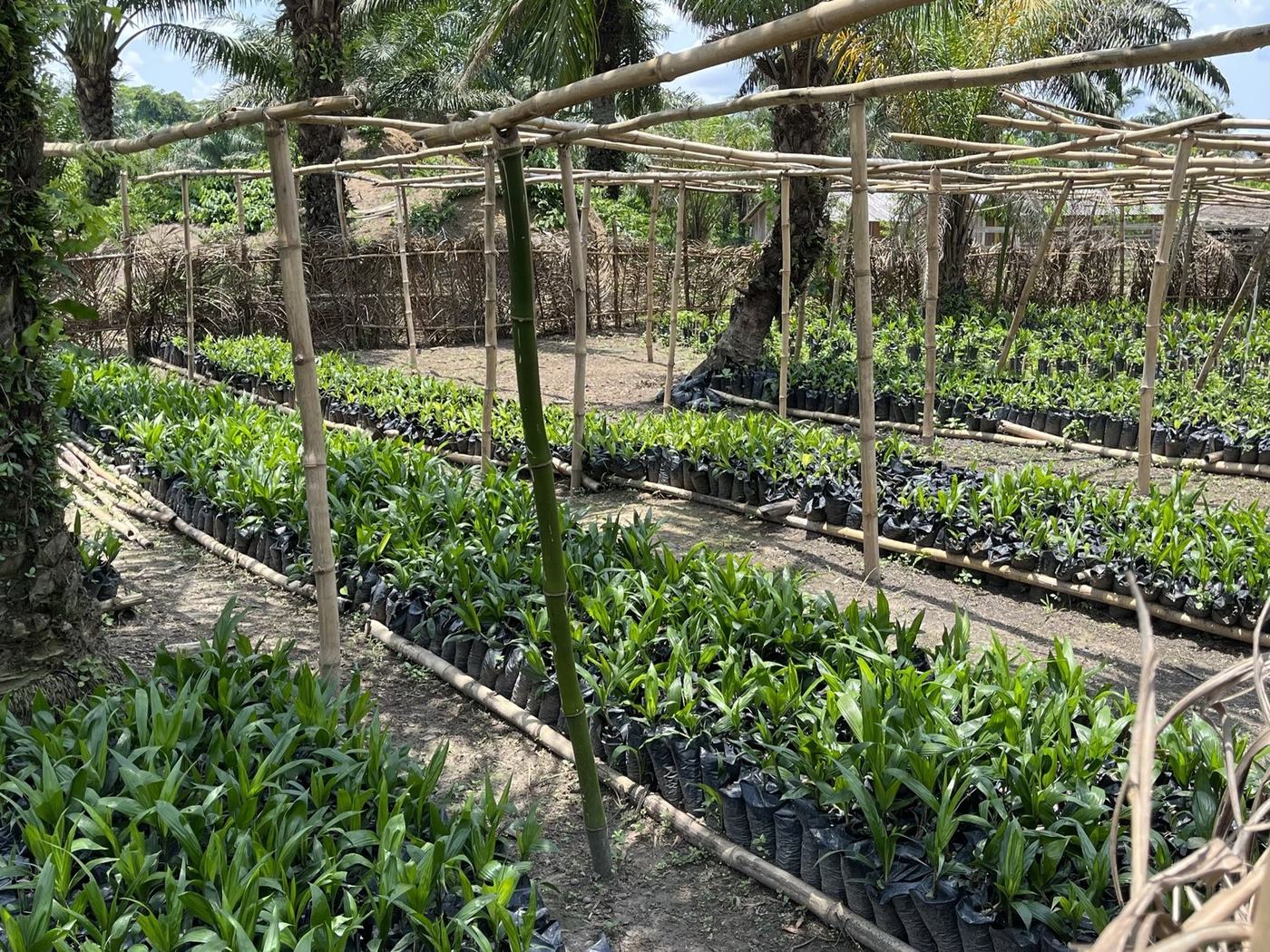 Young oil palms in bags, under the nursery shade frame, photograph from April 2022