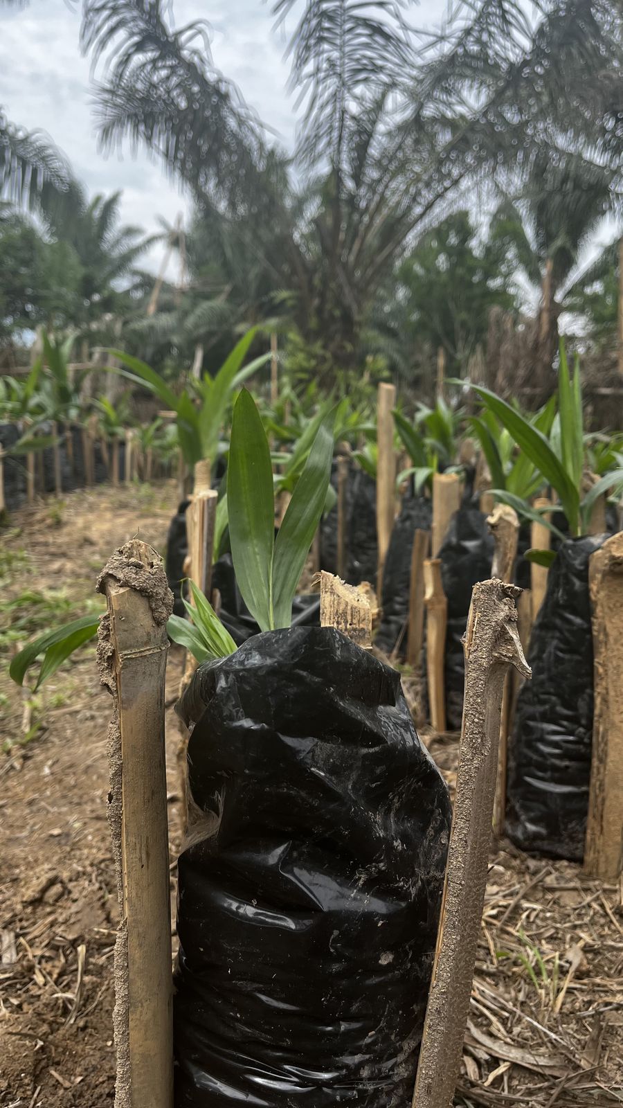 Young plants in bags at the nursery, photograph from April 2022