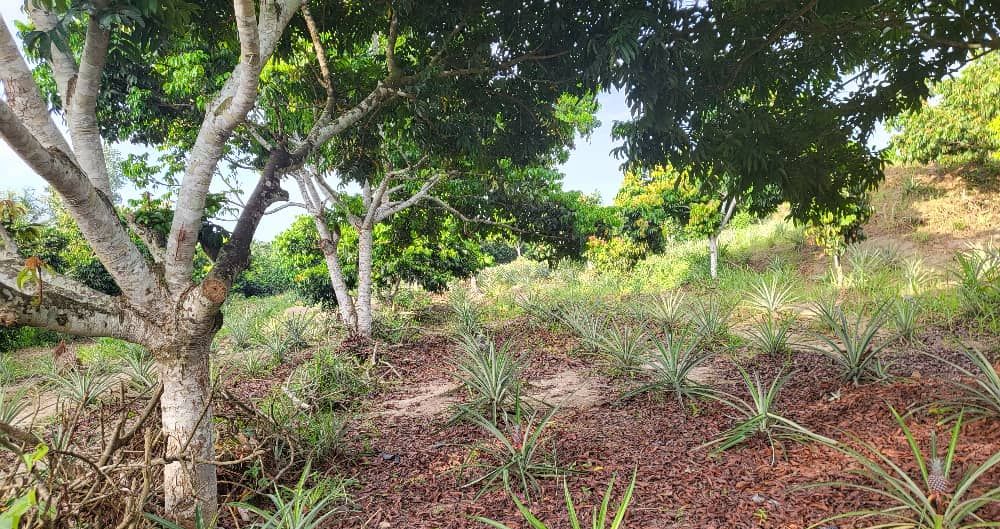 Fruit trees, young pineapples and palms along the estate track, photograph from April 2025