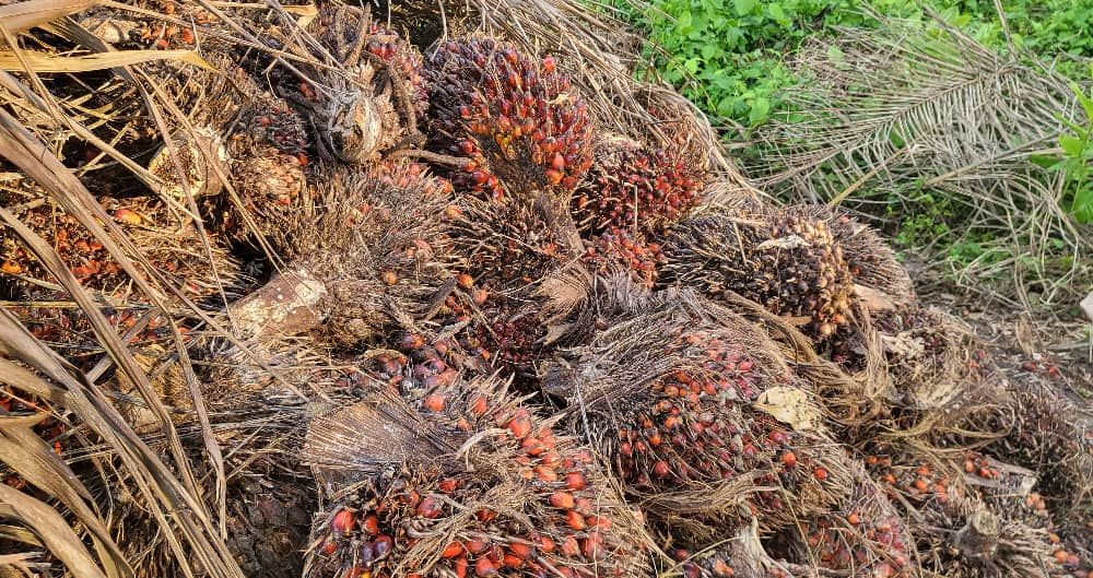 Freshly cut palm fruit bunches, photograph from April 2025