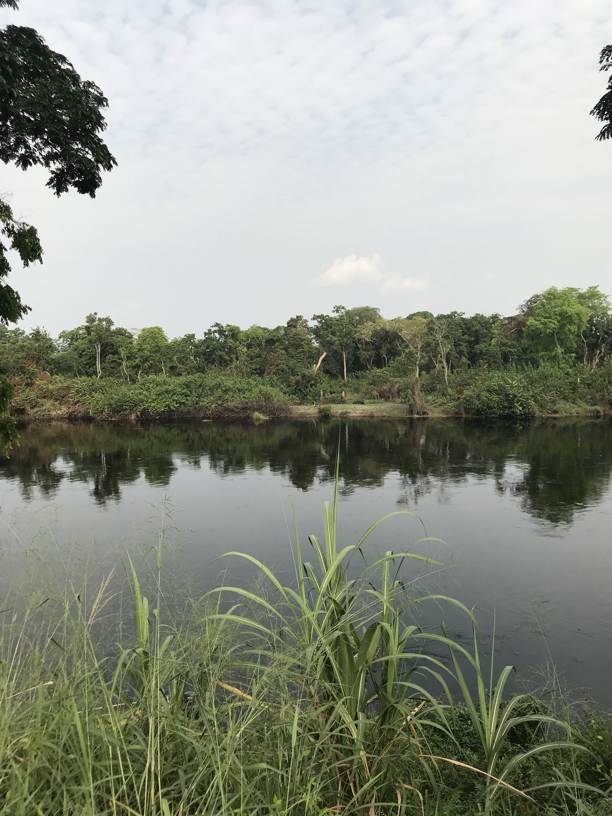 The river and its grassy bank, photograph from January 2018