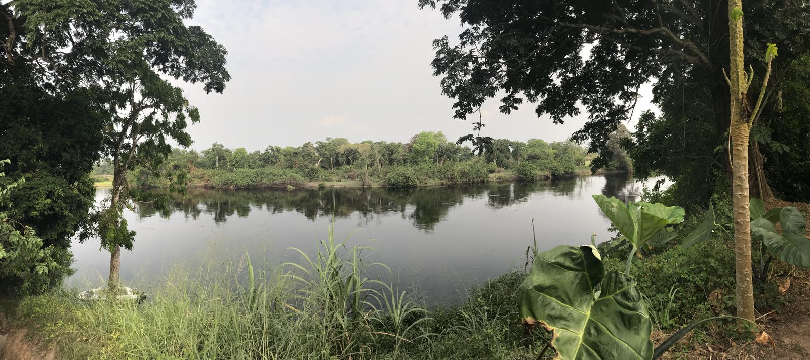 The forest-lined river seen from the bank, photograph from January 2018