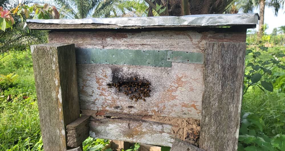 Wooden hive with bees at the entrance, at the edge of the plantation, photograph from April 2025