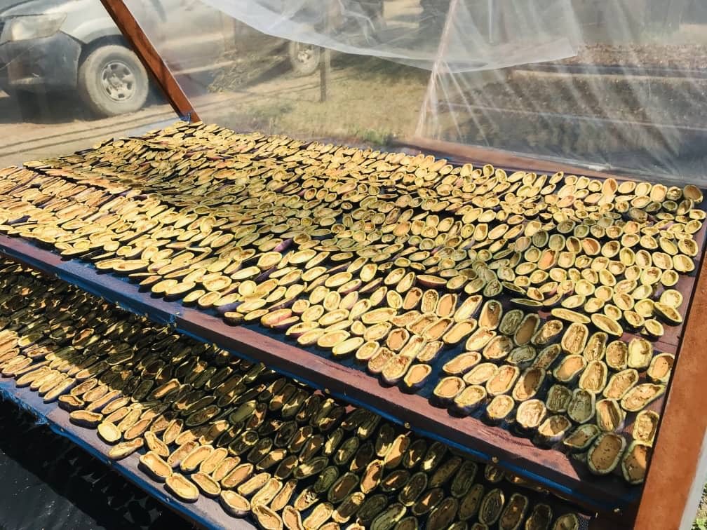 Halved safou fruit laid on the racks of the estate's solar dryer, at Ibenga