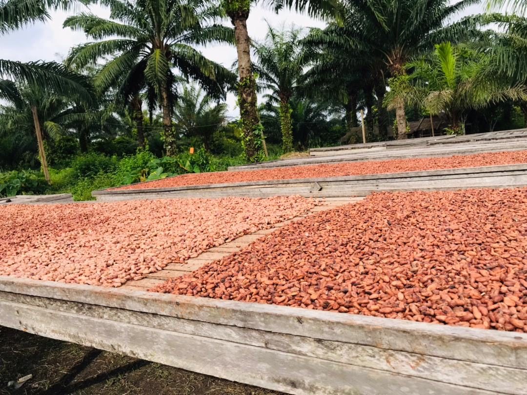 Racks covered with drying cocoa beans, in front of the oil palms