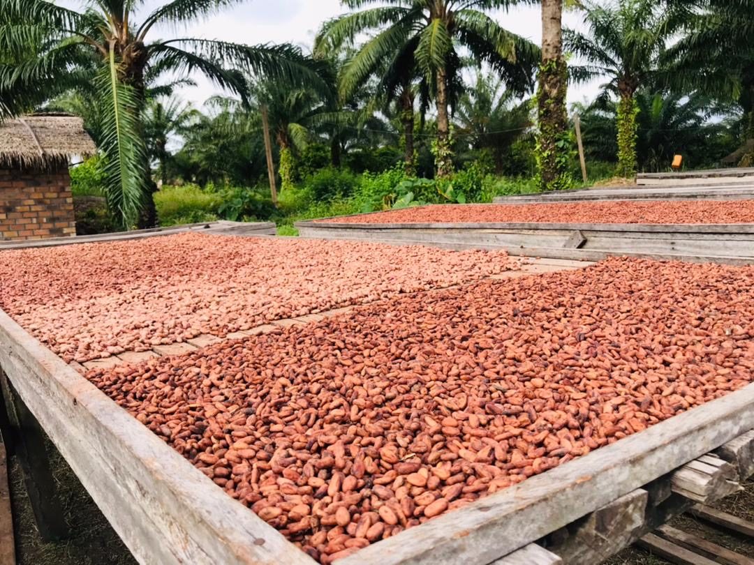 Cocoa beans drying on wooden racks under the estate's palms